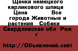 Щенки немецкого карликового шпица › Цена ­ 20 000 - Все города Животные и растения » Собаки   . Свердловская обл.,Реж г.